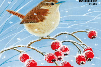 Art Christmas Cards 2025 with a wren on the front