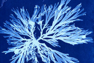 Cyanotype