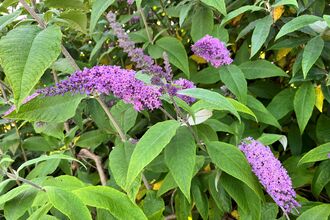 Buddleja davidii, Butterfly bush