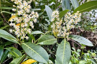 Cherry laurel, Prunus laurocerasus