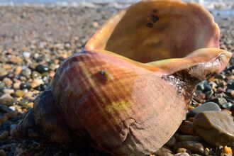 Common whelk shell after storm Ophelia