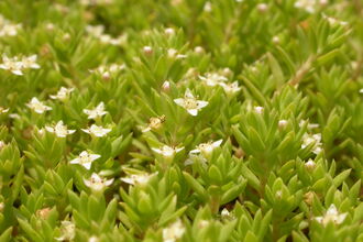 Crassula helmsii, Australian swamp stonecrop