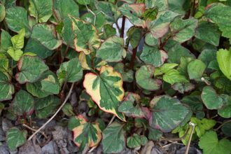 Heart-leaved houttuynia, Houttuynia cordata