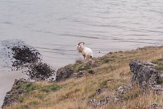 One of the Great Orme's famous goats. With a white coat and large curved horns. Stood on the edge of the rocky grassland where it meets the sea.