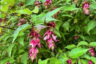 Himalayan honeysuckle, Leycesteria formosa
