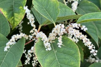 Japanese knotweed, Reynoutria japonica