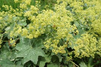 Lady's mantle, Alchemilla mollis
