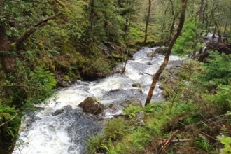 Looking down from the fern covered river banks of the Afon Crafnant. The river is a few metres wide, with large rocks and small falls throughout. There are thin trees and fallen deadwood lining both sides