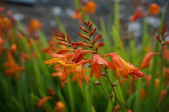 Montbretia, crocosmia x crocosmiiflora