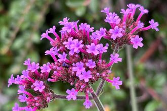 Purple top, Verbena bonariensis