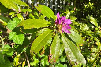 Rhododendron, rhododendron ponticum