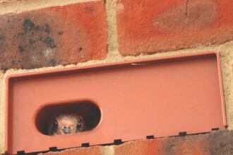 Bird looking out of swift brick installed in brick wall 