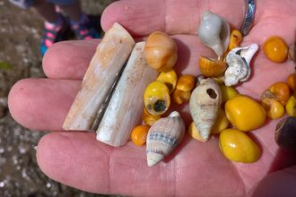 Shells at Rhosneigr