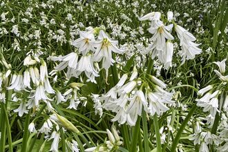 Three cornered leek, Allium triquetrum