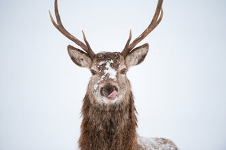 Red deer stag
