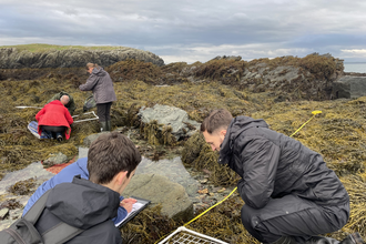 Looking in seaweed Shoresearch