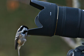 Coal tit looking in a camera