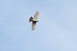 A sparrowhawk flying across a blue sky