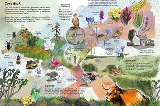 Illustration of Cors Goch by artist Elly Strigner