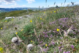 Limestone grassland