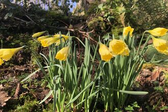 Native wild daffodils in woodland