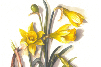 A botanical illustration of daffodils. A full colour scientific illustration showing the bright yellow 6 petaled flowers, the stems, and the roots for identification.