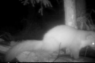 Pine Marten - Llyn Brenig