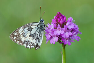 Marbled White resting on Pyramidal Orchid