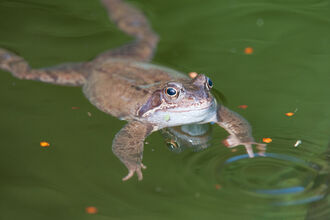 Common frog