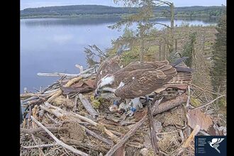 Ospreys with eggs - May '26