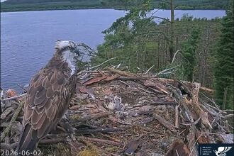 Brenig osprey chicks - 02.06.26