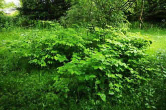 A stand of Japanese Knotweed on a river bank