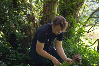 owen snapping balsam
