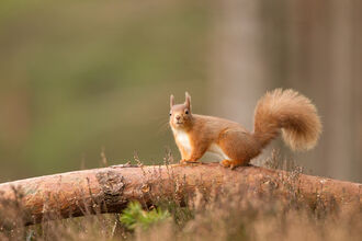 Red squirrel
