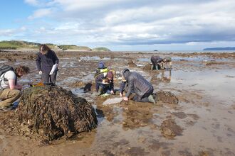 volunteers searching around rocks on shore