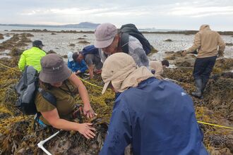 volunteers searching through sea weed.