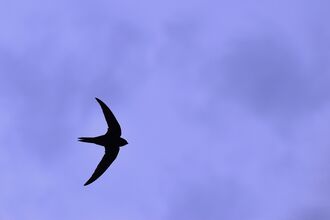 a Swift