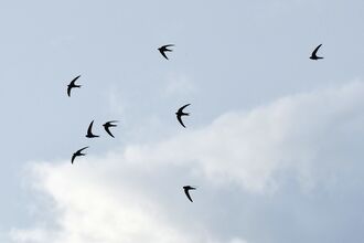 Swifts