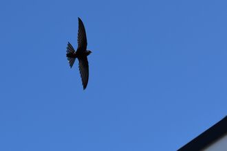 prospecting swift Rachub