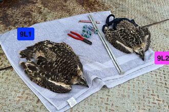 Two osprey chicks being ringed