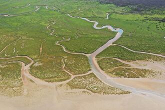 An aerial view of a salt marsh, with large water channels cutting through low lying vegetation just inland of a sandy beach.