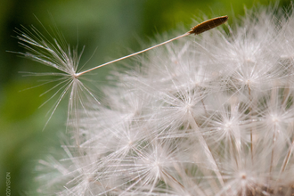 Dandelion birthday