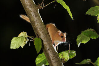 Hazel dormouse in a tree