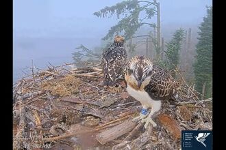 Osprey chicks 9L1 & 9L2 sat in the nest at Llyn Brenig