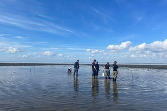 Monitoring oysters, Humber