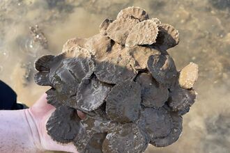 Oyster spat