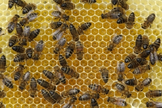 Worker European honey bees