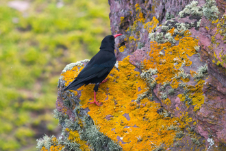 A close up of a single chough, a black bird with bright red beak and feet. Walking up a rocky cliff face. The rock is tinted red, and covered in bright yellow and pale green white lichens.
