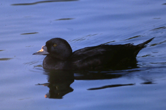 Common scoter