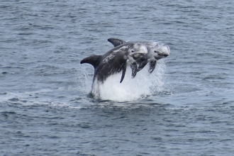A pair of Risso's dolphins jumping out the water